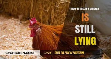 Signs Your Chicken is Still Laying Eggs