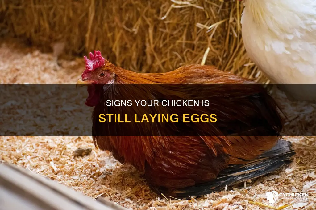how to tell if a chicken is still lying