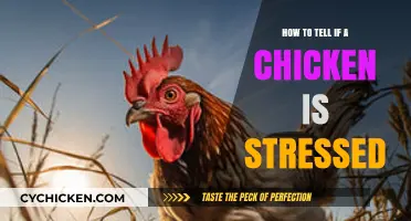 Spotting Stressed Chickens: Signs and Solutions for Happy Flocks