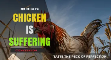 Recognizing Signs of Distress: How to Tell If a Chicken is Suffering