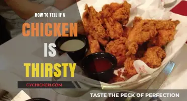 Recognizing Thirst in Chickens: Essential Signs and Hydration Tips