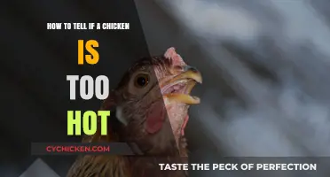 Signs Your Chicken is Overheating