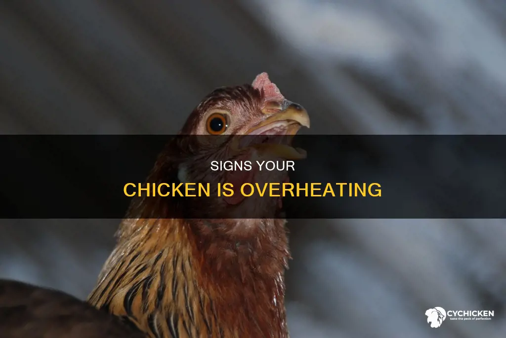 how to tell if a chicken is too hot