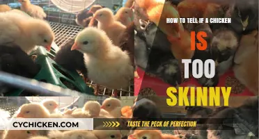 Spotting an Underweight Chicken: Signs to Look For