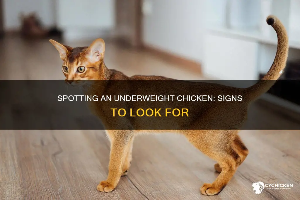 how to tell if a chicken is too skinny