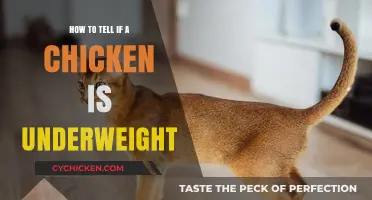Identifying Underweight Chickens: Signs, Causes, and Healthy Weight Tips