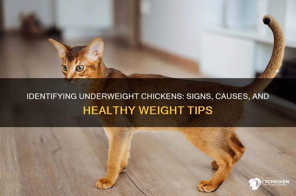 how to tell if a chicken is underweight