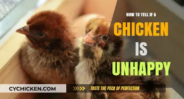 Signs of an Unhappy Chicken: Understanding Your Flock's Behavior