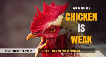 Identifying Weak Chickens: Signs, Symptoms, and Care Tips for Poultry Health