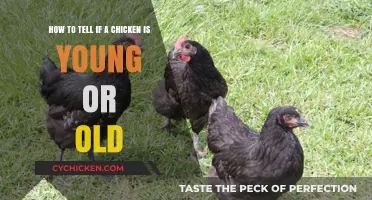Determining a Chicken's Age: Young or Old?