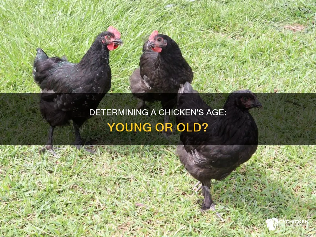 how to tell if a chicken is young or old