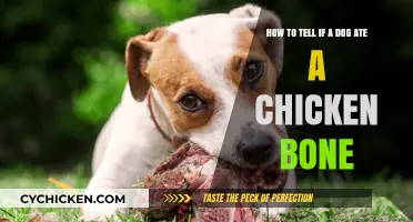 Signs Your Dog Ate Chicken Bones