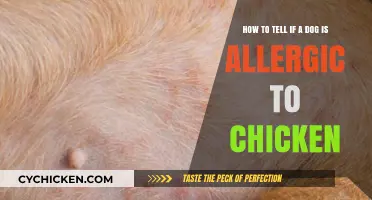 Spotting Chicken Allergies in Dogs