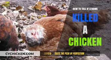 Signs of a Hawk Attack on Your Chicken Coop