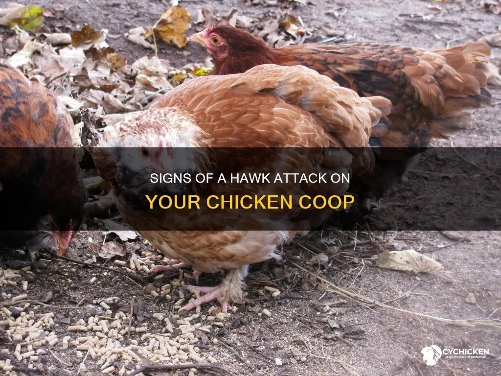 how to tell if a hawk killed a chicken