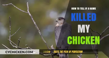 Signs of a Hawk Attack on Your Chicken Coop