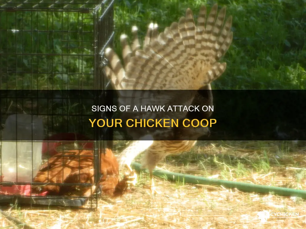 how to tell if a hawk killed my chicken
