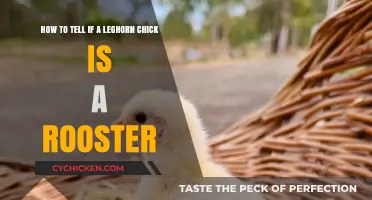 Identifying Leghorn Chicks: Roosters Revealed