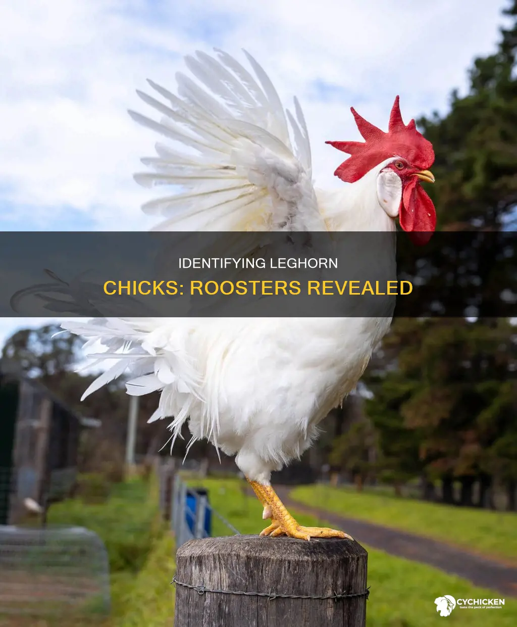 how to tell if a leghorn chick is a rooster