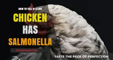 Spotting Salmonella in Live Chickens: What to Look For