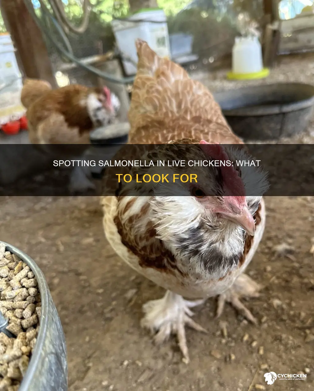 how to tell if a live chicken has salmonella