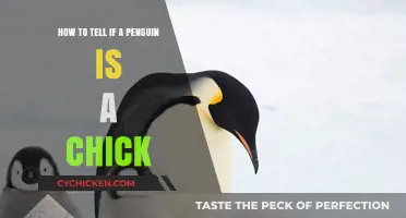 Spotting Penguin Chicks: A Quick Guide