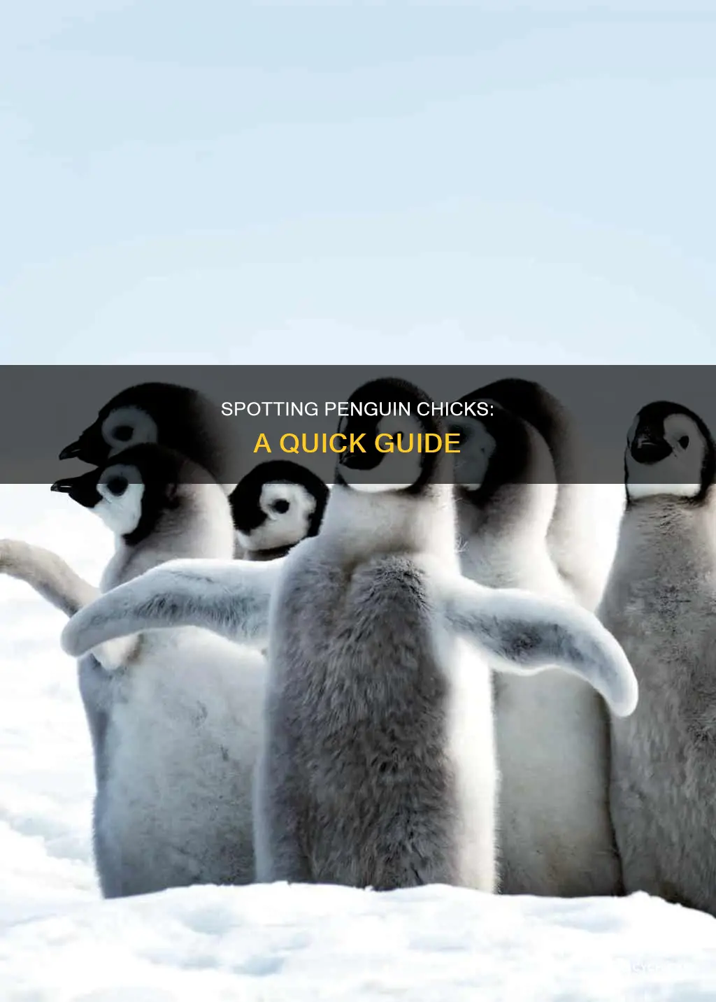 how to tell if a penguin is a chick
