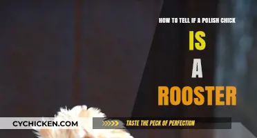 Spotting a Rooster: Polish Chickens' Telling Traits