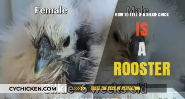Spotting a Silkie Rooster: Identifying Male Chicks
