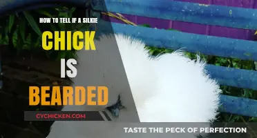 Recognizing a Bearded Silkie Chick: The Ultimate Guide