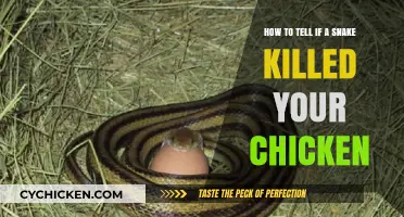 Signs of Snake Attacks: Protecting Your Flock