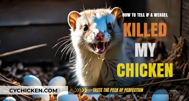 Weasel Attacks: Identifying Chicken Killers