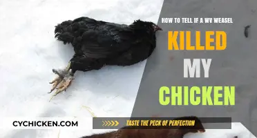 Did a Weasel Kill My Chicken?