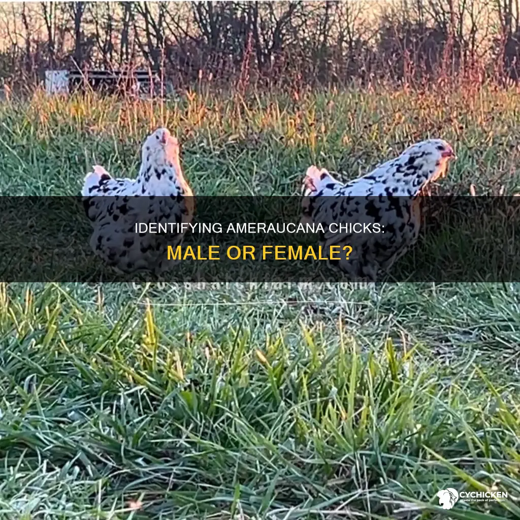 how to tell if ameraucana chicks are male or female
