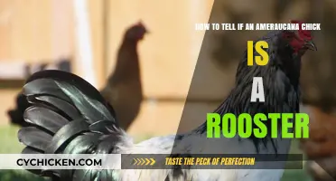 Identifying Ameraucana Chicks: Roosters Revealed