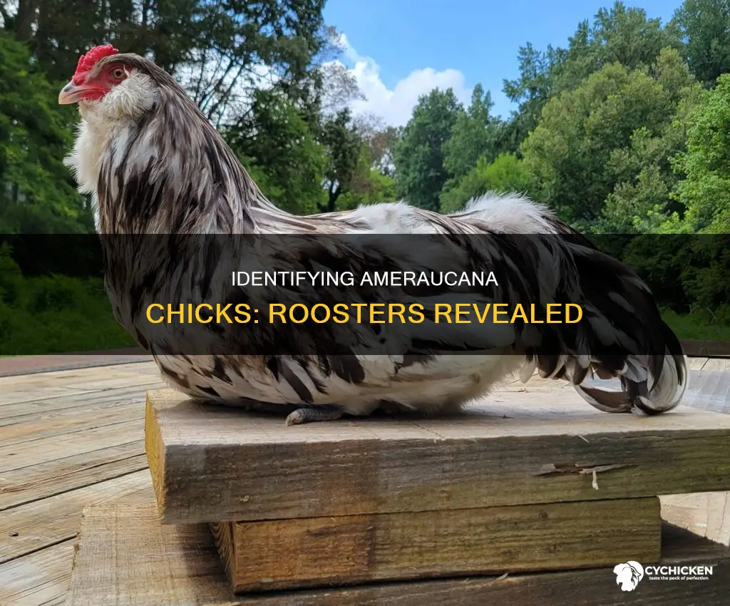 how to tell if an ameraucana chick is a rooster