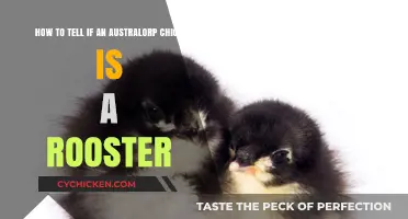 Identifying Australorp Chicks: Roosters vs. Hens
