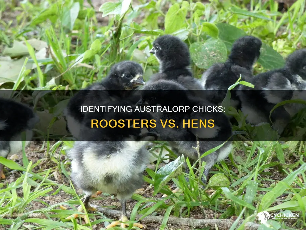 how to tell if an australorp chick is a rooster