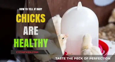 Chirping with Vitality: Signs Your Baby Chicks Are Thriving