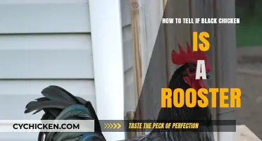 Spotting Rooster Traits in Black Chickens