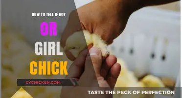 Identifying Chick Gender: Simple Tips to Determine Boy or Girl Chicks