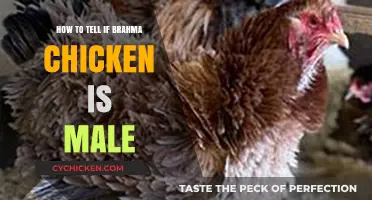 Identifying Male Brahma Chickens: Key Traits and Characteristics