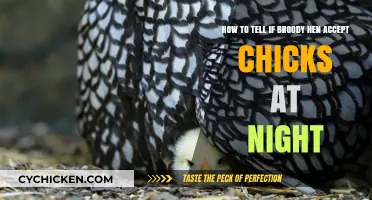 Broody Hen and Chicks: Nighttime Acceptance Signs