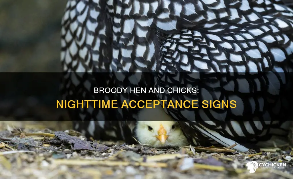 how to tell if broody hen accept chicks at night