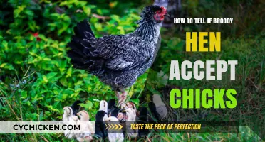 Signs Your Broody Hen Will Accept and Care for New Chicks