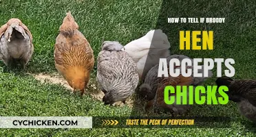 Signs Your Broody Hen Welcomes and Accepts New Chicks Successfully
