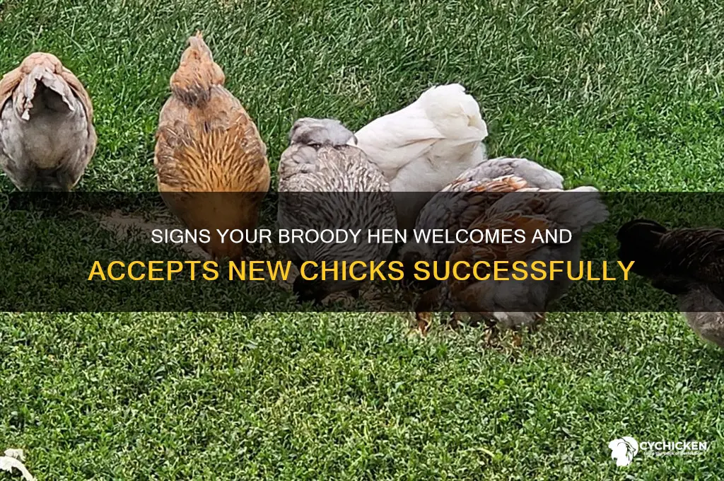 how to tell if broody hen accepts chicks