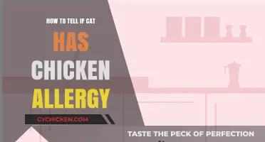 Identifying Chicken Allergies in Cats: Symptoms and Solutions