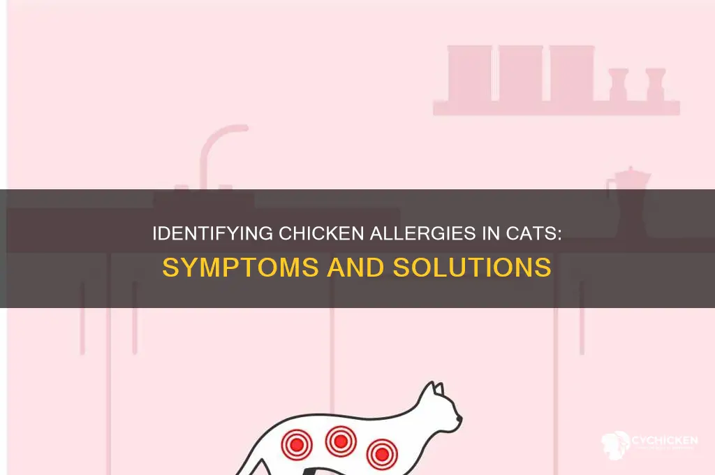 how to tell if cat has chicken allergy