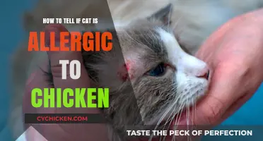Spotting Chicken Allergies in Cats